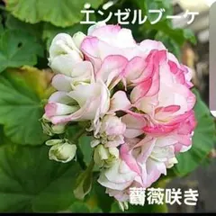 7/30F ゼラニウム 大きめ 苗 バラ咲き エンゼルブーケ ゼラニューム