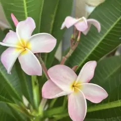 プルメリア　レア苗入り⭐️９種類セット⭐️お買い得⭐️ プルメリア レア苗入り⭐️9種類セット⭐️お買い得