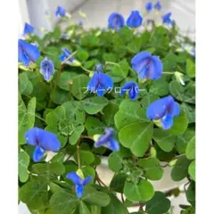 根付き♪幸せのブルークローバー苗♪ミニ株♪宿根草多年草♪ブルー