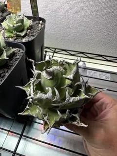 2025年最新】 アガベ シーザー セットの人気アイテム - メルカリ