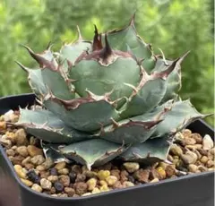 2026年最新】オアハカ オテロイの人気アイテム - メルカリ