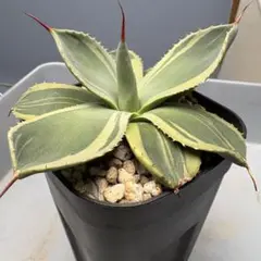 2025年最新】アガベ パリー トランカータ ライムストリークの