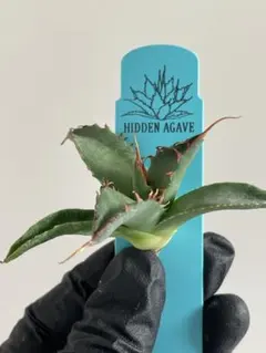 ジェレミー産 Hidden Agaveアガベ オバティフォリア モビー US株