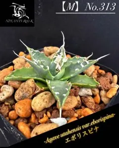 2025年最新】エボリスピナ 実生 陽炎の人気アイテム - メルカリ