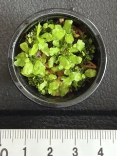 P. Bogor Suddan ボゴールスーダン P. willnckii 'Bogor Suddan' ボゴールスーダン 【公式通販】