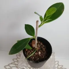 サトシ様 リクエスト 2点 まとめ商品