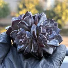 み～33様 リクエスト 4点 まとめ商品