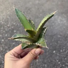 2026年最新】ゴリ猫の人気アイテム - メルカリ