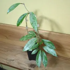 Hoya pubicalyx outer variegated - メルカリ