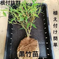 2026年最新】黒竹苗の人気アイテム - メルカリ