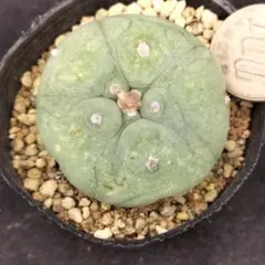 ディフューサ 翠冠玉 大株 鉢植えメルカリ便送料込み 楽天市場】サボテン：ロフォフォラ ディフューサ 翠冠玉 綴化*幅