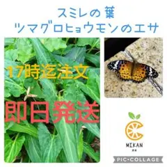 2025年最新】ツマグロヒョウモンの人気アイテム - メルカリ