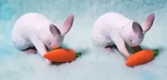 お納めください 猫