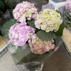 アジサイピンク系⭐️もこもこたん⭐️コスモオーブ⭐️星の桜