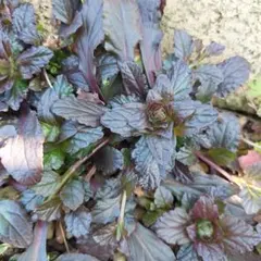 きーちゃん様 リクエスト 3点 まとめ商品