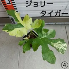 イチジク イラキ イエローロングネック シャーアンバー サマーレッド 