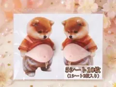 おなかシール 柴犬 おへそ スクイーズ ぷくぷくシール ぷにぷに シール交換