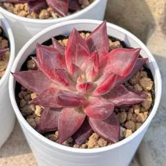 新入荷 大人気 多肉植物 エケベリア デモニックソウル 超美苗 レア種