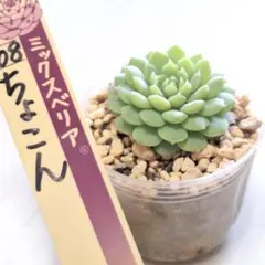 2026年最新】おらいさん苗 ちょこんの人気アイテム - メルカリ