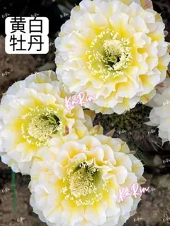 2026年最新】花の種の人気アイテム - メルカリ