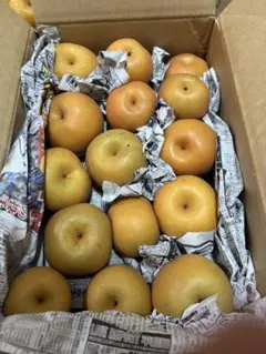 千葉梨10キロ　家庭用(訳あり返品、交換対象外商品) 千葉梨10キロ 家庭用(訳あり返品、交換対象外商品) - メルカリ