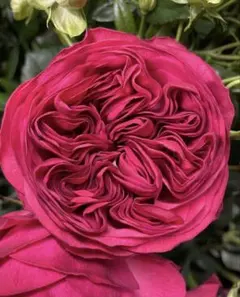 バラ苗　切りバラ苗　 P♡nk'n P♡tty Rose 苗 バラ苗 超人気品種 押し木P!nk n' Pr€tty 宅急便コンパクトで発送