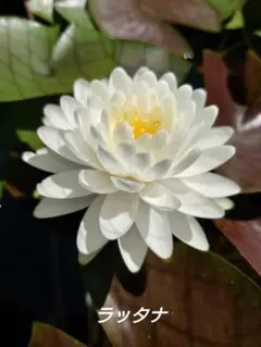 kunio ogata様 リクエスト 5点 まとめ商品