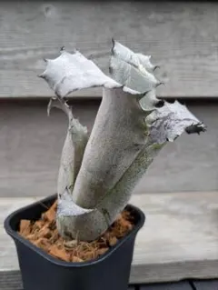 ホヘンベルギア　エドムンドイ　希少種 ホヘンベルギア エドムンドイ 希少種