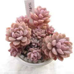 2025年最新】ぼのぼのさん苗の人気アイテム - メルカリ