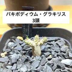 2025年最新】グラキリスの人気アイテム - メルカリ