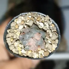 H*9様 ハオルチア　オブツーサ錦　水中月錦　14