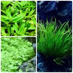 カニやん様専用です