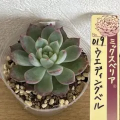 Paris様 リクエスト 3点 まとめ商品