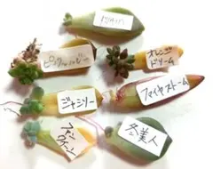 多肉植物 まとめ売り セット 葉挿し 発芽