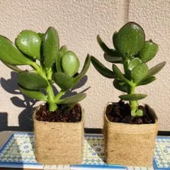 YUKI様 リクエスト 2点 まとめ商品