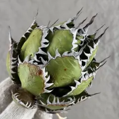 2026年最新】オアハカ アガベの人気アイテム - メルカリ