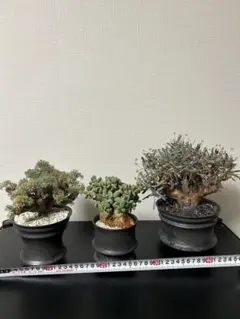 2026年最新】オトンナ ユーフォルビオイデスの人気アイテム - メルカリ