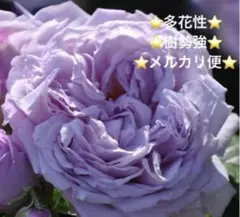 バラ人気品種エターナル 四季咲き 波状花弁 房咲き 淡パープル 挿し穂2
