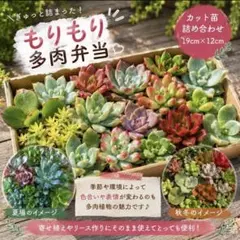 もりもり多肉弁当 カット苗詰め合わせ 19cm×12cmのサムネイル