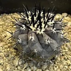 速達発送☆コピアポア 黒王丸 国内実生苗 - メルカリ