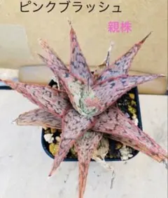 n*a様 1905 ◎フラッシュ レッド 多肉植物 ハオルチア アロエ - メルカリ