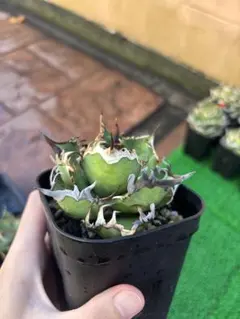 2025年最新】アガベ シーザーの人気アイテム - メルカリ