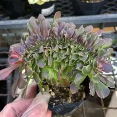 2026年最新】アエオニウム 綴化の人気アイテム - メルカリ