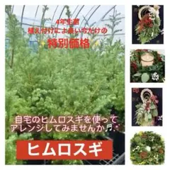 【6月中の特別価格】4年生 ヒムロスギ 苗 サツマスギ クリスマスリースのサムネイル