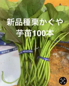 2026年最新】栗かぐや 苗の人気アイテム - メルカリ