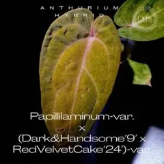 2026年最新】anthurium papillilaminumの人気アイテム - メルカリ