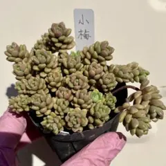 つぶつぶ屋交配 小梅 6カットのサムネイル