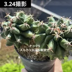 2026年最新】フェロカクタスの人気アイテム - メルカリ