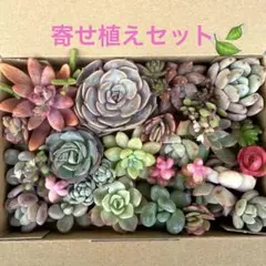 ワルツ様 リクエスト 2点 まとめ商品