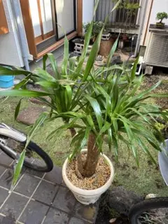 ドラセナ ドラコ 大株 幹立ち 樹形良好 Dragon Tree ドラゴンツリー